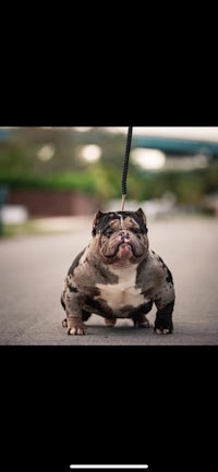 a bulldog is walking down the street with a leash